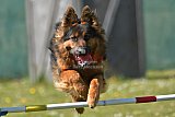 2nd chanche agility apeldoorn v.p