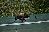 2nd chanche agility apeldoorn v.p