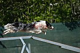 2nd chanche agility apeldoorn v.p