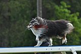 Canis donderdag