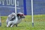 Canis donderdag
