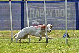 Canis donderdag