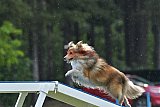 Canis donderdag