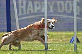 Canis donderdag