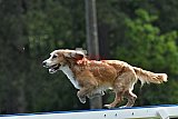 Canis donderdag