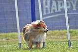 Canis donderdag