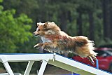 Canis donderdag