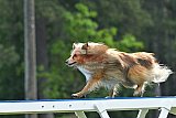 Canis donderdag