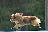 Canis donderdag
