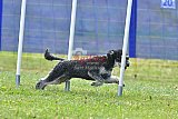 Canis donderdag