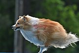 Canis donderdag