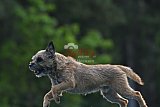 Canis donderdag