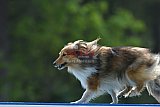 Canis donderdag