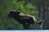 Canis donderdag