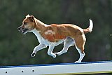 Canis donderdag
