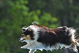 Canis donderdag