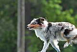 Canis donderdag
