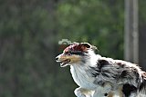 Canis donderdag