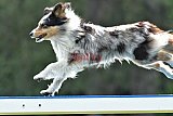 Canis donderdag