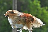 Canis donderdag
