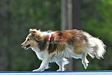 Canis donderdag
