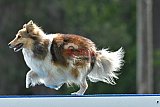 Canis donderdag
