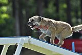 Canis donderdag