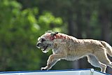 Canis donderdag