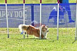 Canis donderdag
