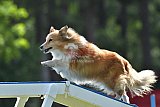 Canis donderdag
