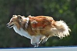 Canis donderdag
