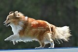 Canis donderdag