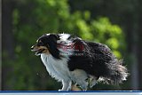 Canis donderdag