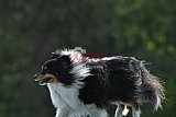Canis donderdag