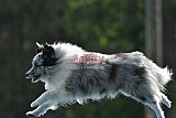Canis donderdag