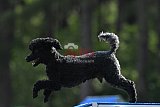 Canis donderdag