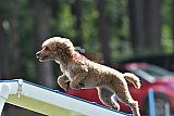 Canis donderdag