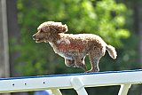 Canis donderdag