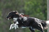 Canis donderdag
