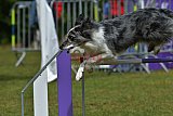 Canis donderdag