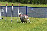 Canis donderdag