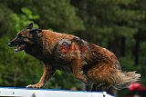 Canis donderdag