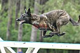 Canis donderdag