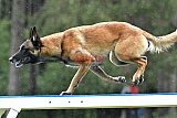 Canis donderdag