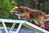Canis donderdag