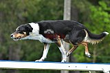 Canis donderdag