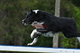 Canis donderdag
