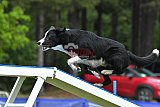 Canis donderdag