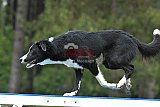 Canis donderdag