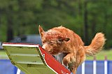 Canis donderdag